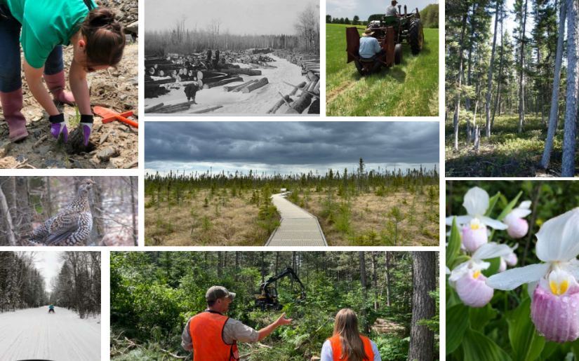 Minnesota Forest Resources Council Northern Landscape Plan